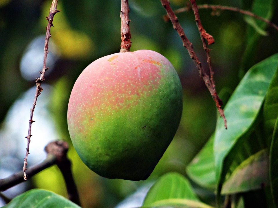 El nuevo motivo por el que añadir al mango en una dieta saludable