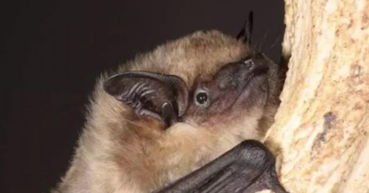 El caso del murciélago serotino, el primer mamífero observado que se aparea sin penetración